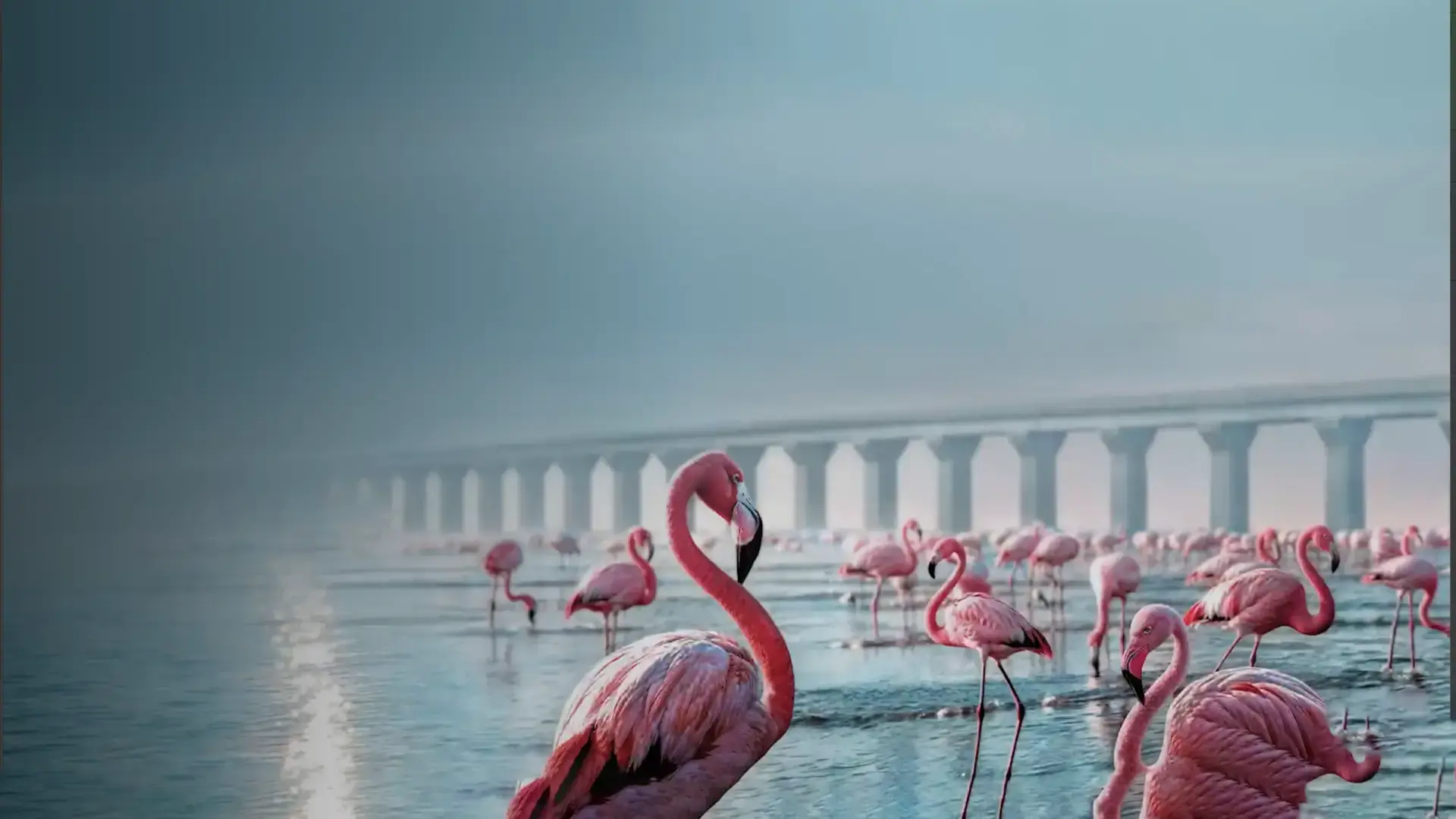 flamingo